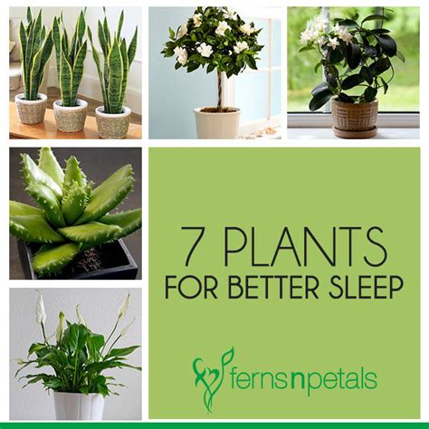 Best Plants To Keep In Your Bedroom To Help You Sleep