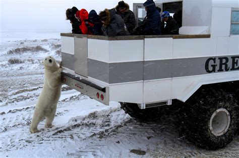best polar bear tours churchill