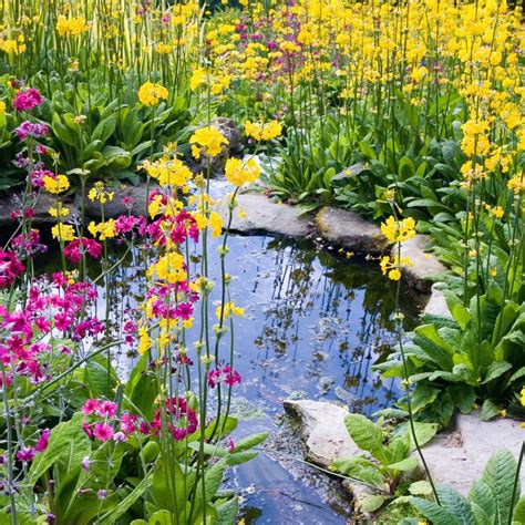Best Pond Plants BBC Gardeners World Magazine