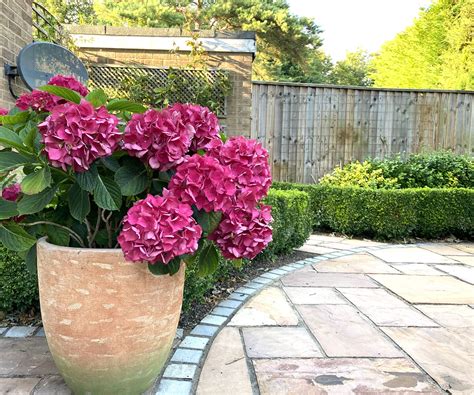Best Pot For A Hydrangea