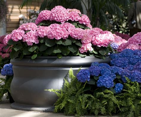 Best Pot For Hydrangeas