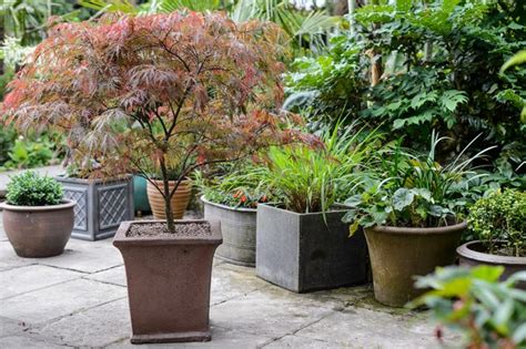 Best Pot Trees Uk