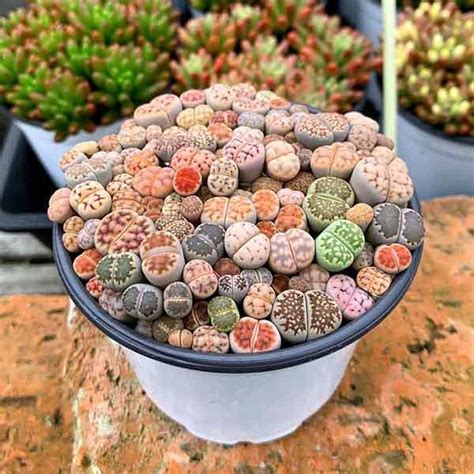 Best Pots For Lithops
