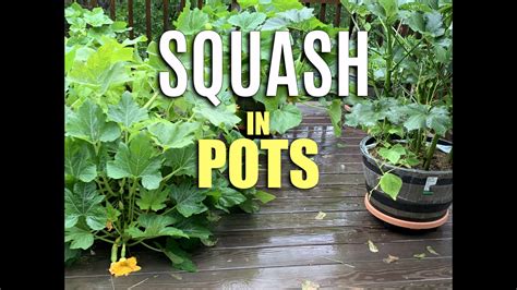 Best Pots For Squash