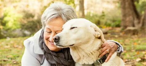 best protection dog breeds for seniors