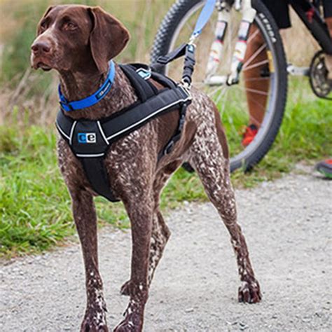 Best Pulling Dog Harness