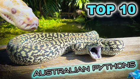 Best Python For Pet Australia