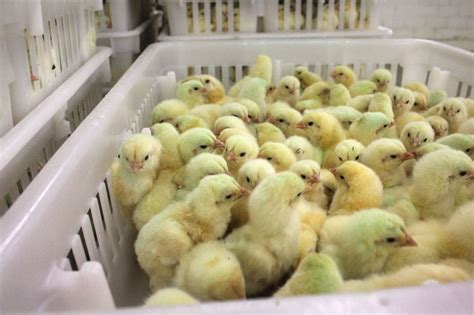 Best Quality Chicken Hatchery