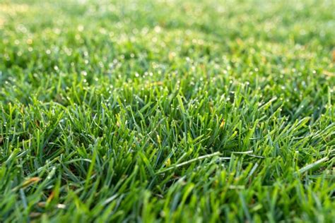 Best Quality Lawn Grass