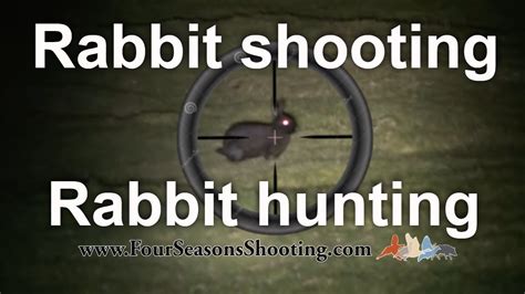 Best Rimfire Rifle For Rabbits