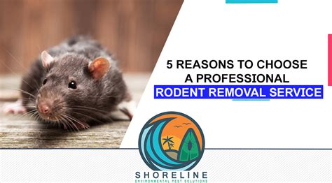 best rodent removal services in atlanta