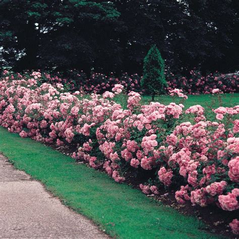 best rose bushes to plant