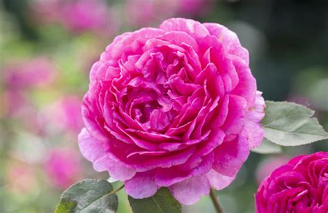 Best Rose Nurseries Uk