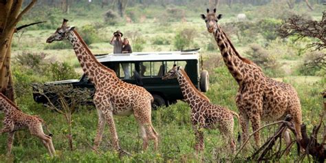 best safari trips in africa