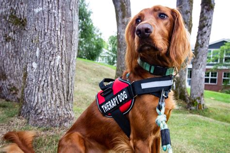 best service dog breeds for ptsd and anxiety