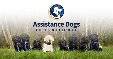 best service dogs training organizations