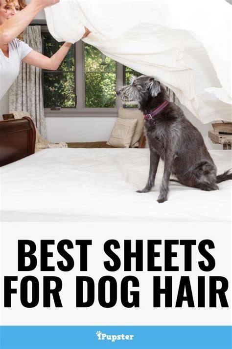 best sheets for dog hair