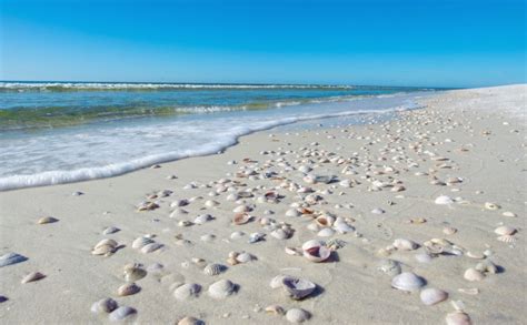 best shelling beaches southeast florida