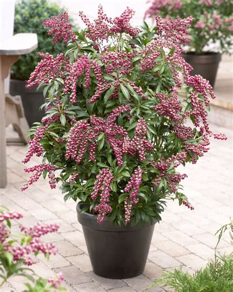 Best Shrubs For Large Containers