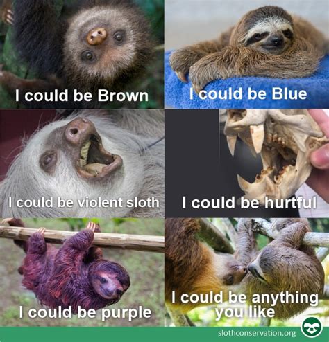 The 8 Best Sloth Memes
