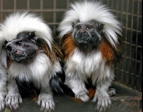 Best Small Pet Monkeys