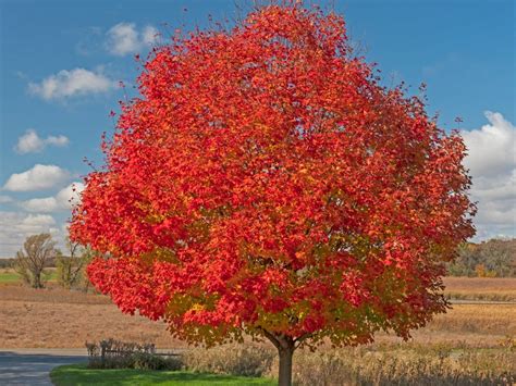 Best Soil For Red Maple Tree