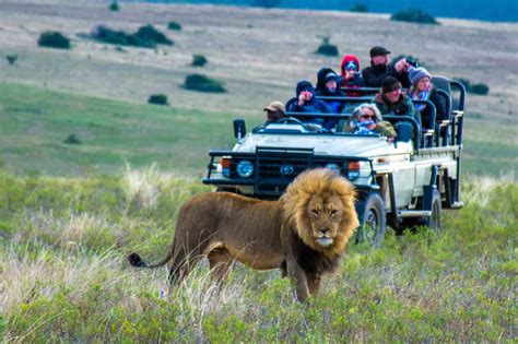 best south africa safari tours