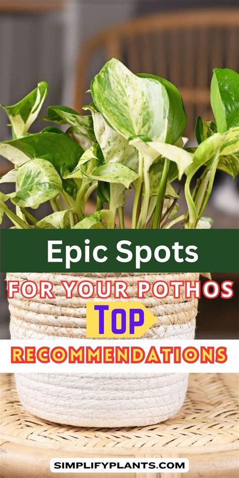 Best Spot For Pothos