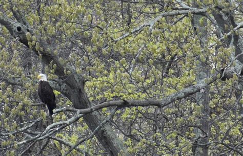 best spots to see bald eagles nj