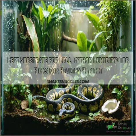 Best Substrate For Ball Python Humidity