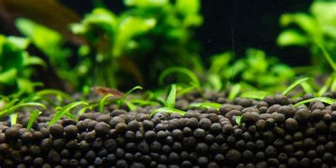 Best Substrate For Dojo Loach
