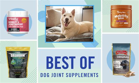 Best Supplements For Dogs