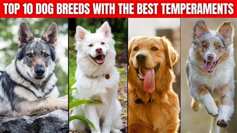 best temperament dogs breed