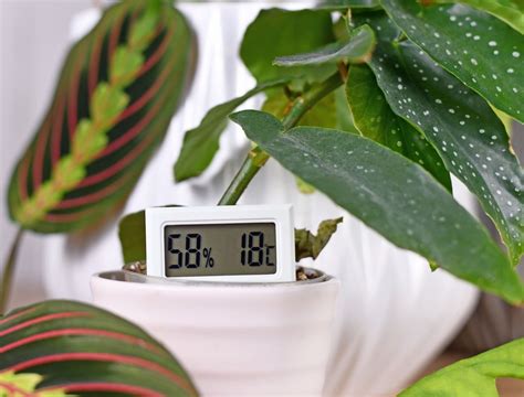 Best Temperature To Keep Flowers