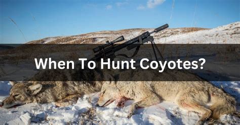 best time for coyote hunting