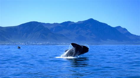 best time for whale watching in hermanus