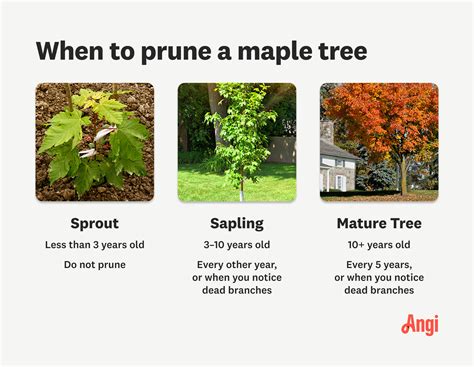 How To Prune A Maple Tree