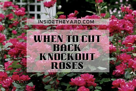 best time to cut back flowers