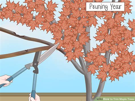 Best Time To Cut Back Maple Trees