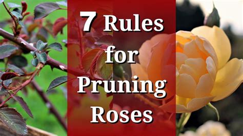 best time to cut back roses