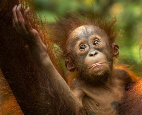 best time to go to borneo to see orangutans