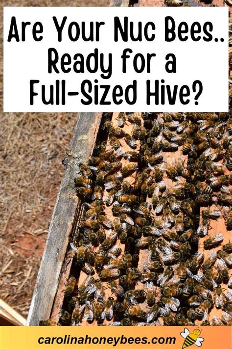 Best Time To Move Bees