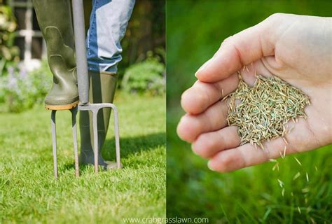 Best Time to Overseed Lawn in Northeast in 2021 Best grass seed