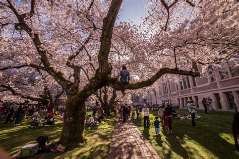 best time to see cherry blossom in washington