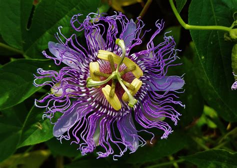 best time to take passion flower