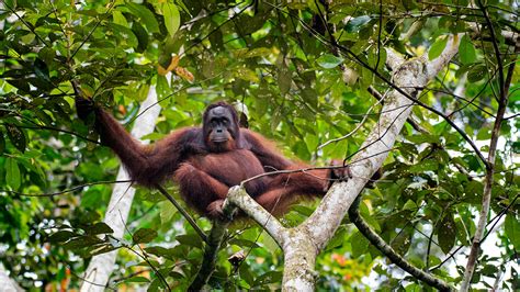 best time to travel to borneo