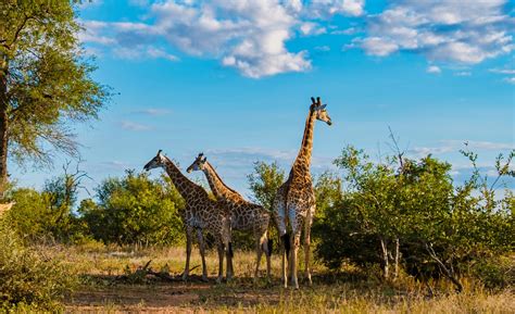best time to travel to kruger national park