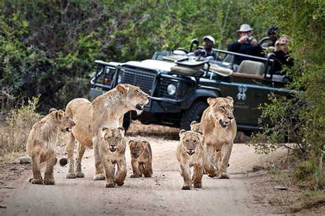 best time to visit south africa safari