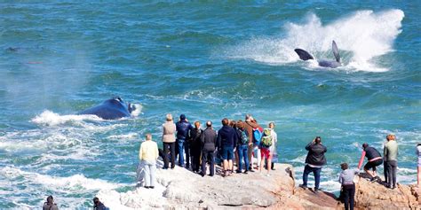 best time to whale watch in hermanus