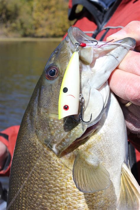 best topwater baits for river smallmouth